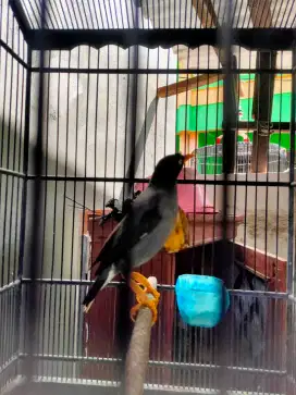 Jalak kebo Mata putih Jinak bekas masteran bos Fulset