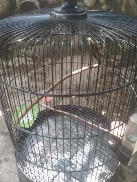 Burung kolibri sogon + kandang