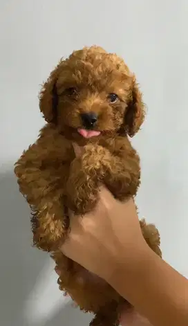 JUAL PUPPY POODLE
