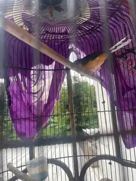 burung murai remaja kaki hitam balak 8