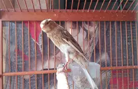 Kenari jantan silangan F2ys x f2sf
