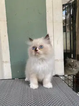 Kitten ragdoll betina