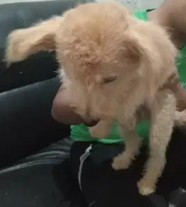 Jantan mix poodle
