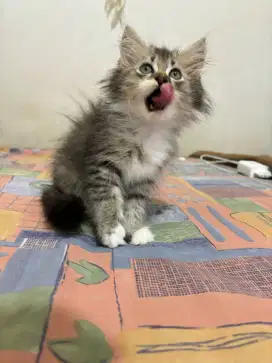Kucing kitten Himalaya X persia