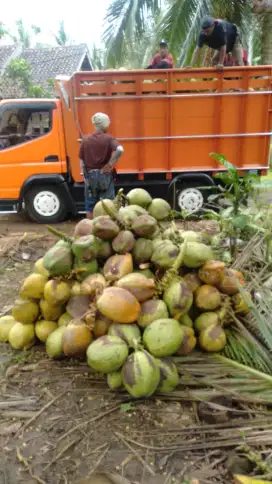 LOWONGAN KERJA LAPAK KELAPA MUDA