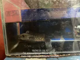 Ikan chana Asiatica