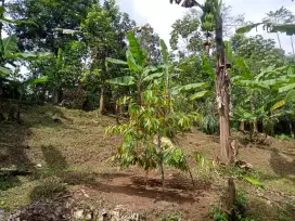 dijual tanah kebun di tanjung kerta,kab.sumedang