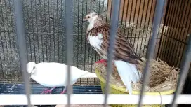 Indukan Tekukur warna blorok putih