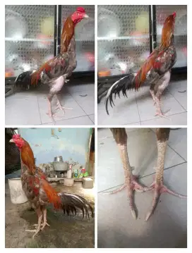 Ayam Bangkok klasik main ngalung