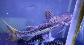 Dijual ikan leopard dan jaguar