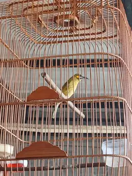Jual burung gacor