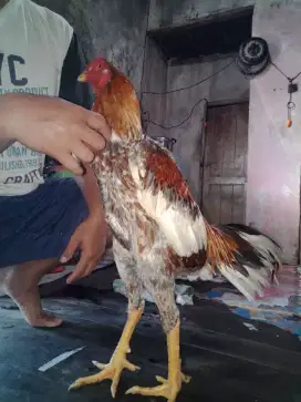Ayam BK silangan