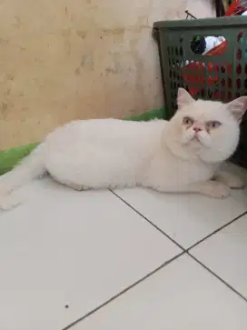 Kucing bsh, British short hair mix
