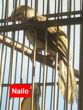 Anak Tunggal Cucak Rowo Hutan