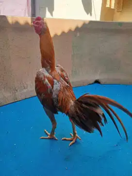 Ayam mangon ukuran 5