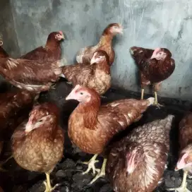 Ayam petelur merah isa brown