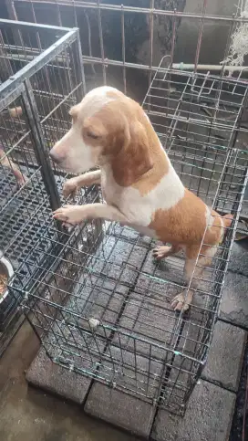 Beagle betina lemon non stbm