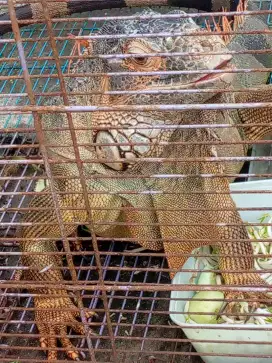 Iguana orange sehat pangang kurang lebih 1.5m