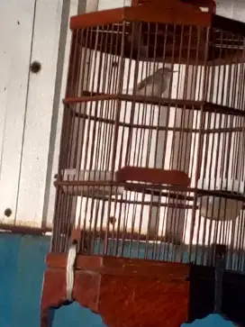 Prenjak bawah gacor isian murai