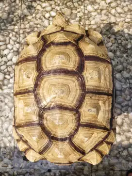 Sulcata Jantan 48-49cm bule jago kawin