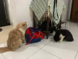 Lepas adopt ragdoll (indukan + kitten) dan Persia