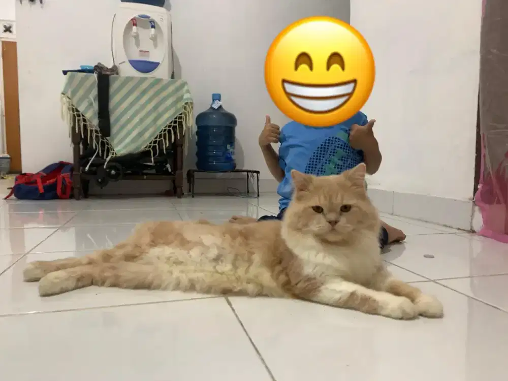 Lepas adopt ragdoll (indukan + kitten) dan Persia