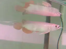 Ikan Arwana Golden Red HB