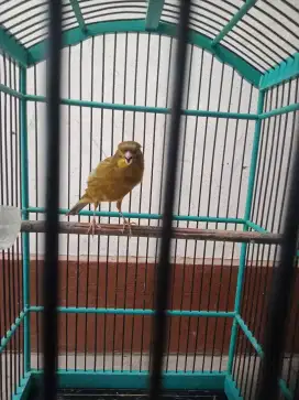 Di jual burung kenari seri F1 rasmi
