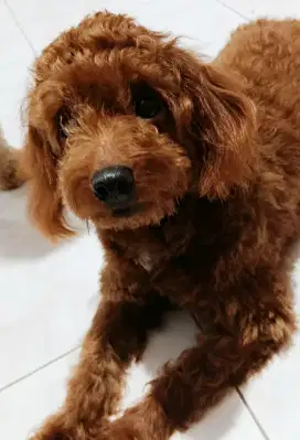 Red Toy Poodle Jantan