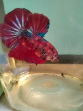 Ikan cupang Giant