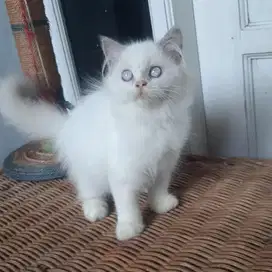 Anakan Persia Himalaya Betina