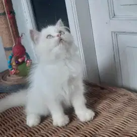 Kucing Persia Himalaya Betina
