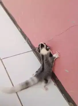 Mozaik Ringtail Jantan