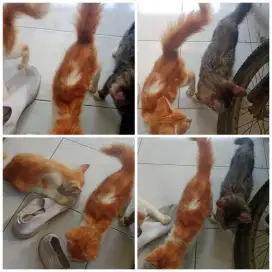 Kitten kucing Persia, turunan ibu bapanya badan besar