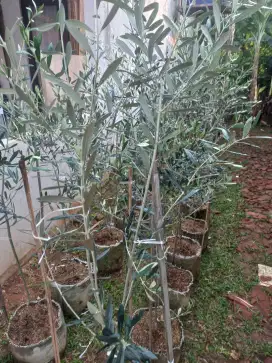 Pohon olive zaitun
