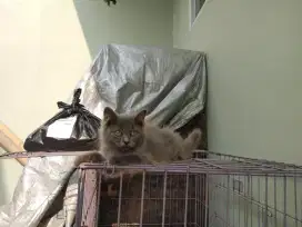 Kucing kitten persia 2 ekor / anggora / himalaya / flatnose / peaknose