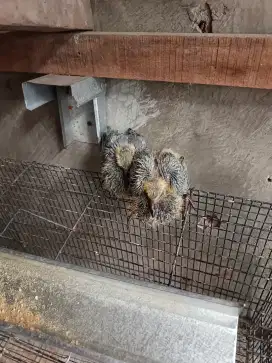 Anakan merpati pos umur sekitar 3 minggu