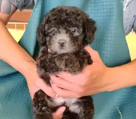 Poodle silver male