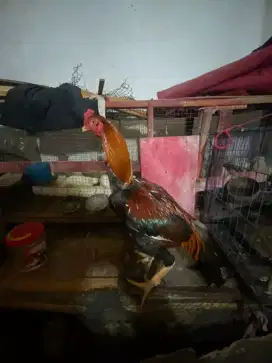 Ayam shamo x bangkok