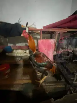 Ayam shamo x bangkok