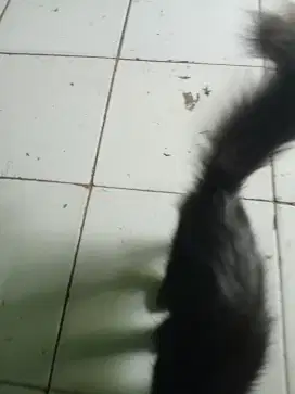 Jual kucing persia  jantan hitam usia 2 bulan