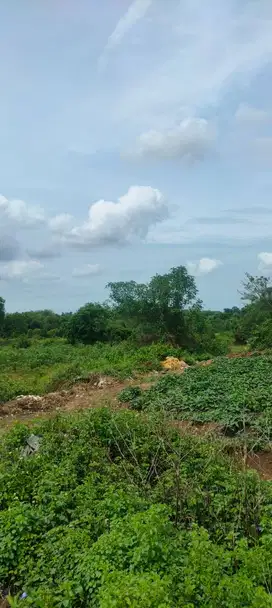 Tanah kosong (kebun)