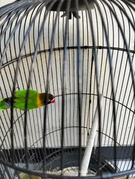 BURUNG LOVEBIRD GACOR REMAJA JANTAN