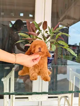 Anakan red toy poodle
