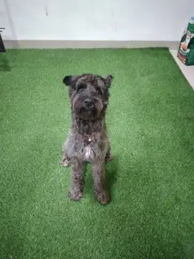 Siap Diadopsi! Miniature Schnauzer Jantan Bersertifikat – Jinak& Sehat