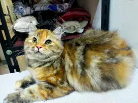 Kucing Persia calon indukan