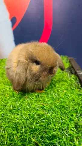Kelinci holland lop