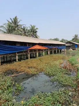 Jual Tanah plus empang luas 2800 m2 di Duren Seribu Bojongsari depok