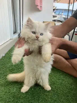 Kucing ragdoll red flame 3 bulan