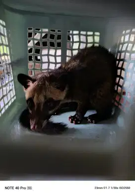 Musang galak dapet liar jenis kelamin betina usia kurang lebih 3.5 bln